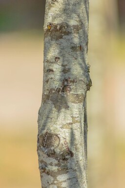 Alnus glutinosa 'Imperialis' haute-tige 10/12