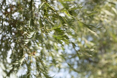 Alnus glutinosa 'Imperialis' haute-tige 10/12