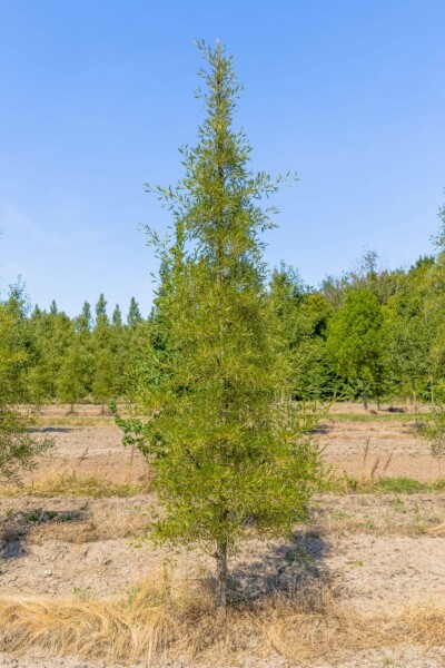 Alnus glutinosa 'Imperialis' cépée
