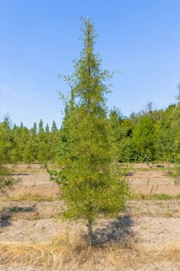 Alnus glutinosa 'Imperialis' cépée