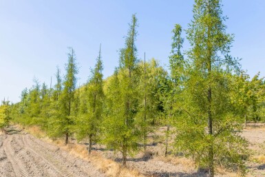 Alnus glutinosa 'Imperialis' cépée