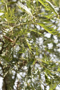 Alnus glutinosa 'Imperialis' cépée