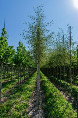Alnus glutinosa 'Laciniata' haute-tige