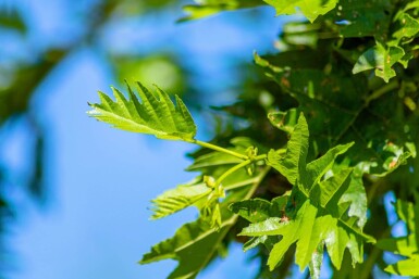 Alnus glutinosa 'Laciniata' haute-tige