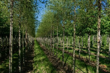 Alnus glutinosa 'Laciniata' haute-tige