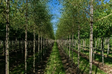 Alnus glutinosa 'Laciniata' haute-tige