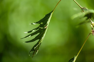 Alnus glutinosa 'Laciniata' haute-tige