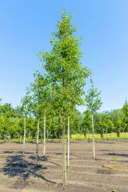 Alnus glutinosa 'Laciniata' haute-tige