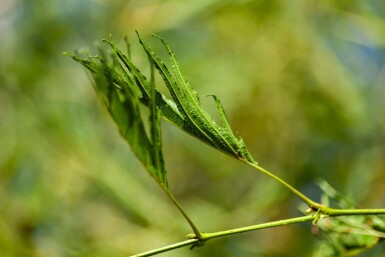 Alnus glutinosa 'Laciniata' haute-tige