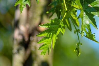 Alnus glutinosa 'Laciniata' haute-tige