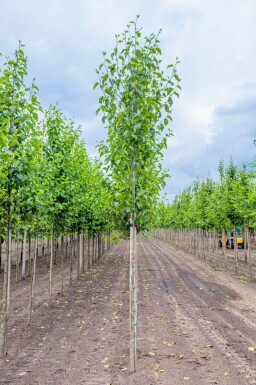 Alnus cordata haute-tige
