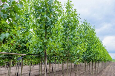 Alnus cordata haute-tige