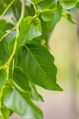 Alnus cordata haute-tige 14/16