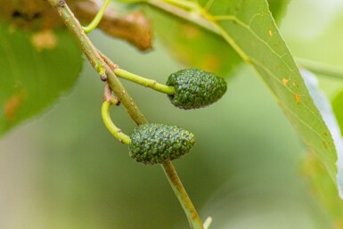 Alnus cordata haute-tige 14/16