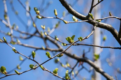 Alnus cordata haute-tige 14/16