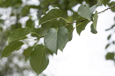 Alnus cordata haute-tige 14/16