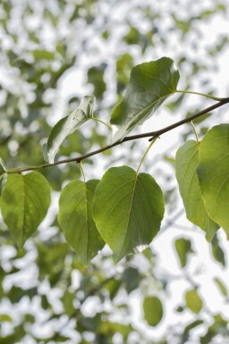 Alnus cordata haute-tige 14/16