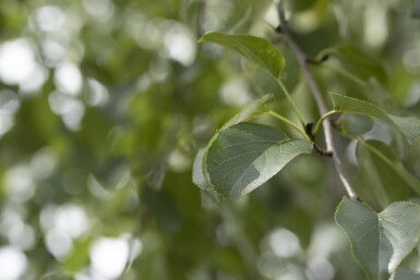 Alnus cordata haute-tige 14/16