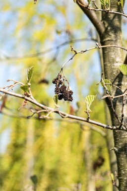 Alnus cordata haute-tige 14/16