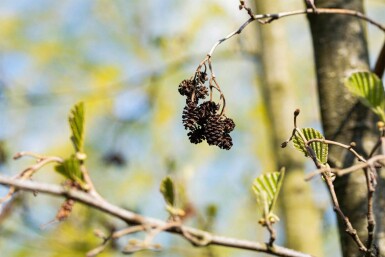 Alnus cordata haute-tige 14/16