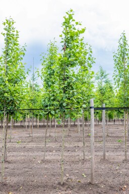 Alnus incana haute-tige