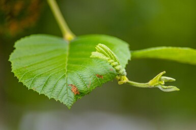 Alnus incana haute-tige 18/20