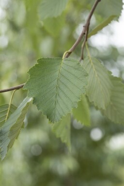 Alnus incana haute-tige 18/20