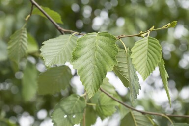 Alnus incana haute-tige 18/20