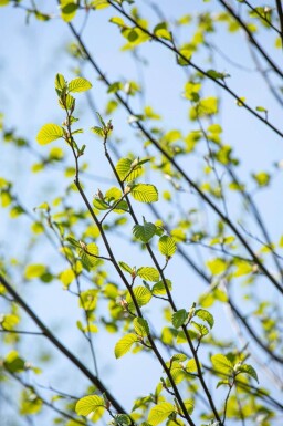 Alnus incana cépée