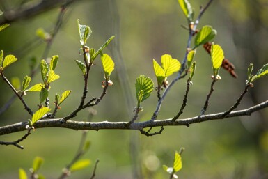 Alnus incana cépée