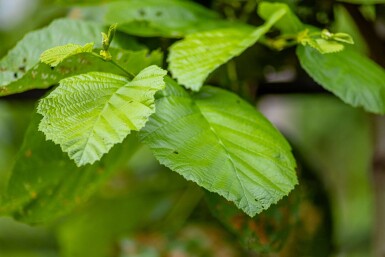 Alnus incana cépée