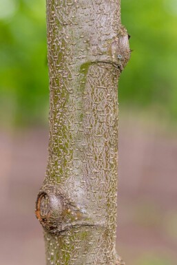 Alnus incana cépée