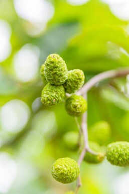 Alnus incana cépée