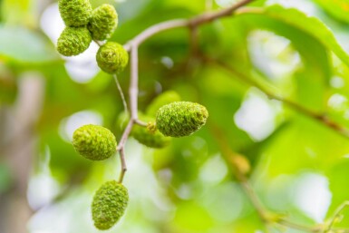 Alnus incana cépée