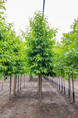 Alnus spaethii haute-tige 14/16