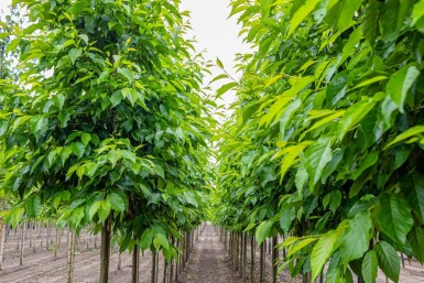 Alnus spaethii haute-tige 14/16