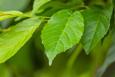 Alnus spaethii haute-tige 14/16