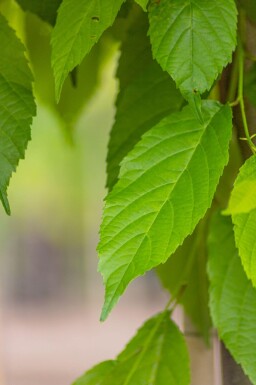 Alnus spaethii haute-tige 14/16