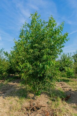 Alnus spaethii cépée