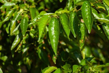 Alnus spaethii cépée