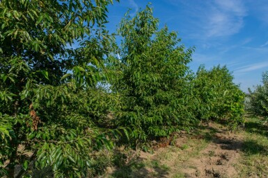 Alnus spaethii cépée