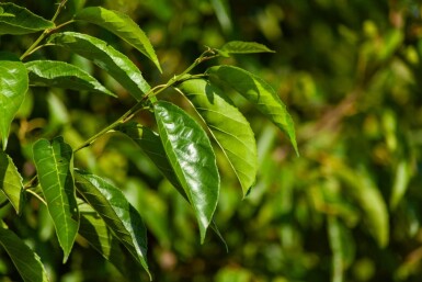 Alnus spaethii cépée