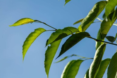 Alnus spaethii cépée