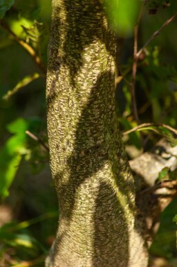 Alnus spaethii cépée