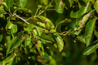 Alnus spaethii cépée