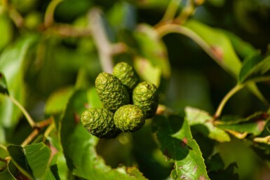 Alnus spaethii cépée
