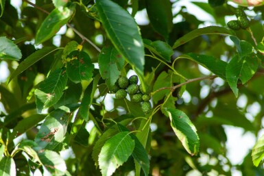 Alnus spaethii cépée