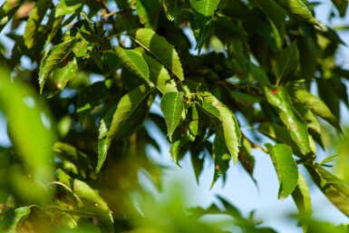 Alnus spaethii cépée