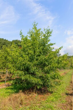Alnus spaethii cépée