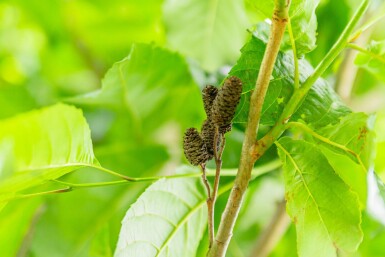 Alnus spaethii cépée